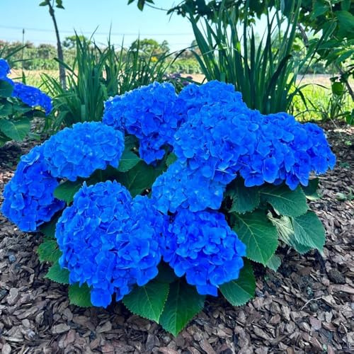 Semi di ortensia - decorazione del giardino per esterno esotici da giardino 300pcs