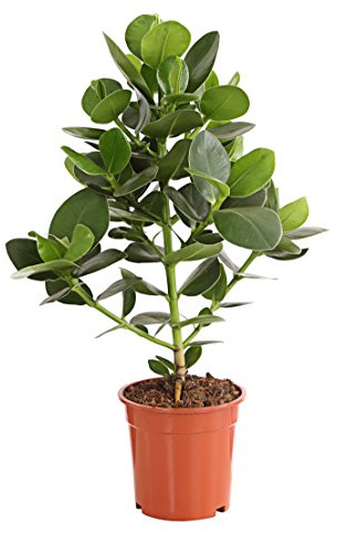Dehner Rosafarbener Balsamapfel, immergrün, ca. 55-65 cm, Ø Topf 17 cm | Clusia major, pflegeleichte Zimmerpflanze, Blütenstand mit Vanilleduft, für helle Standorte ohne direkte Sonne