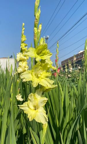 Gladiolen Zwiebeln ， Dekorative Pflanzen FüR Den Garten Gladiolen Samen Gladiolen knollen Gladiolen Zwiebeln Winterhart