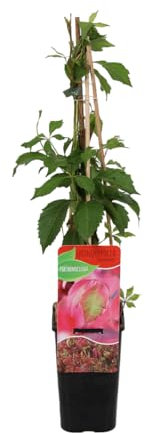 Bloomique - Parthenocissus Quinquefolia Engelmannii - Vigne sauvage - Plantes grimpantes - Plantes de jardin - Rustique - Pot 15cm - 70-80cm de Haut