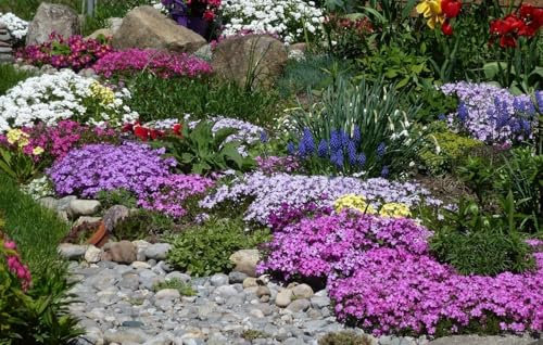 Couvre sol fleur Mélange 2000 Graines - plante vivace