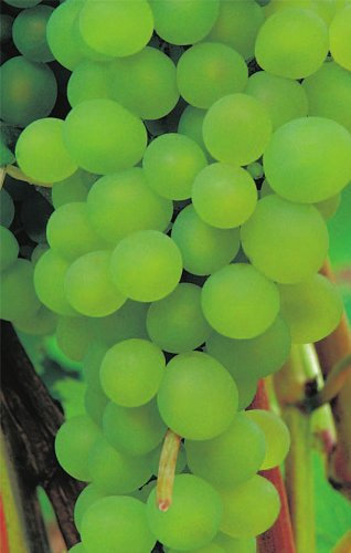 Vitis vinifera Venus - kernarme grünweiße Weintraube Tafeltraube