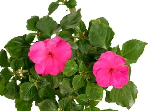 Planta Alegría en Casa (Impatiens) La Elección Perfecta para un Jardín sin Preocupaciones