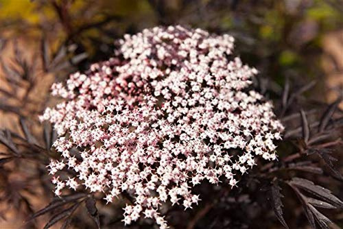 Schwarzer Holunder Sambucus nigra Black Lace 40-60 cm winterhart | Dekoratives dunkles Laub, rosa Blueten, sonniger bis halbschattiger Standort, schnittvertraeglich, ideal als Ziergehoelz