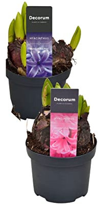 Set de 2 Flores de Jardín en Bulbo Hyacinthus Orientalis Bulbos de Jacinto