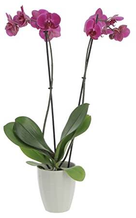 KENTIS - Orchidea Phalaenopsis Fucsia - Piante Vere da Interno - Pianta Fiorita da Appartamento - H 60-70 cm Vaso Ø 12 cm