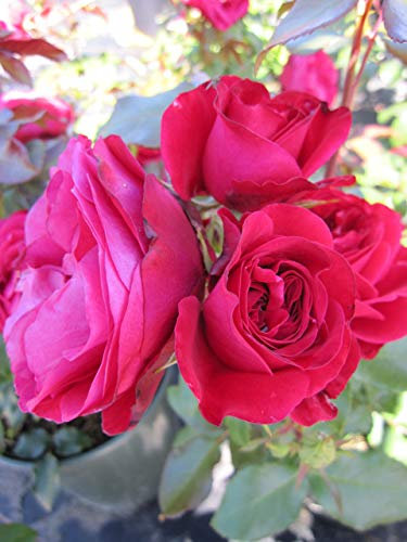Beetrose Rouge Meilove® - Rosa Rouge Meilove® - Meilland Rose - ADR-Rose