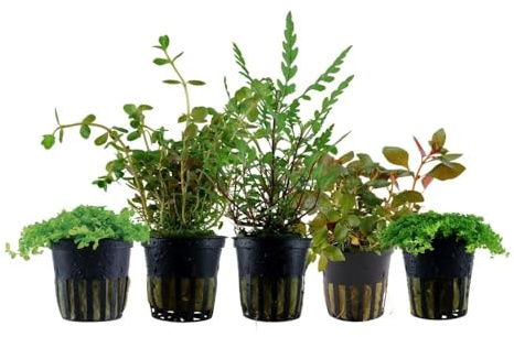 AquaOne Aquarium Pflanzen I 5x Wabikusa Pflanzen I Bunte Topfpflanzen für Aquarium und Terrarium I Hemianthus Rotala Ludwigia Micranthemum Hygrophila
