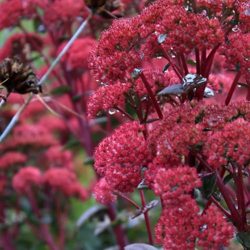 Semillas de sedum, de otoño resistentes invernaderos de balcón semillas de pradera de mariposas orgánicas 160pcs