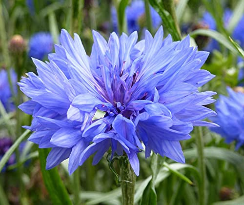 Semi di fiordaliso,Il tasso di germinazione dei semi è alto,-1,100PCS Seeds ONLY