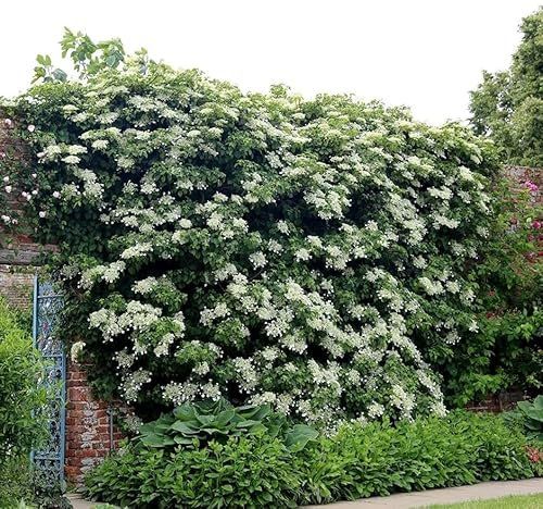 Plant Theory 10cm Hydrangea anomala petiolaris White Flowering Vine Climbing Plant 9cm Pot