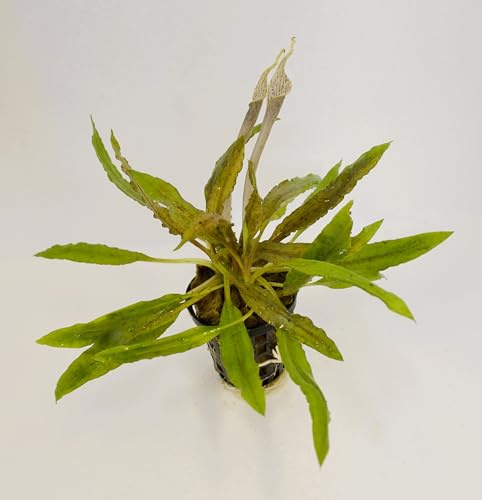 WASSERPFLANZEN WOLFF - 1 Topf schöner Genoppter Wasserkelch/Cryptocoryne crispatula var. balansae, lange stark gehämmerte und gekräuselte Blätter, Hintergrund, bedingt barschfest, wird schön groß
