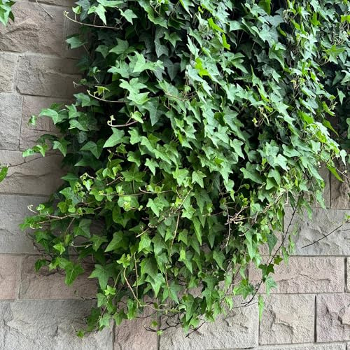 Hedera Helix Plante grimpante, persistante, feuilles vertes, 11 x 40 cm, facile d'entretien, pour jardin, balcon et intérieur