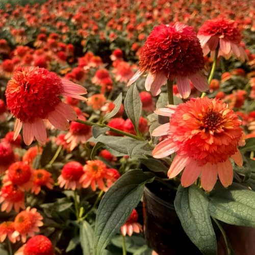 semillas de equinácea perenne resistente - exóticas, balcón jardín 50pcs