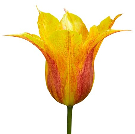Tulpenzwiebeln 32 x 'Vendee Globe' - The Bulb Farmers - Fruhjahr - in den Niederlanden gezuchtet - Tulpen Zwiebeln - Blumenzwiebeln