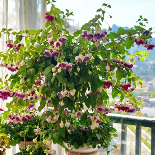 fuchsien hängend - zimmerbonsai gartenpflanzen gartenblumen balkonblumen garten exotische zimmerpflanzen winterharte kübelpflanzen outdoor rankpflanzen topfpflanzen deko büro 400samen