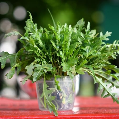 semi di rucola rara decorazione giardino balcone resistenti 100pcs