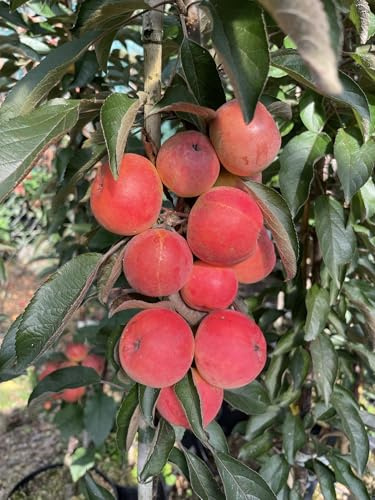 Säulen Apfel-Kitaika Elina, Säulen Apfelbaum ca.160/180 cm, Sibirische Säulen Renette