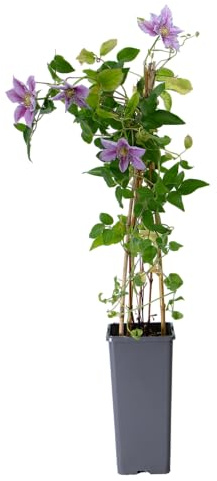 mgc24 Kletterpflanze Clematis Piilu Waldrebe im 2l-Container 1 Pflanze