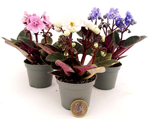 POWERS TO FLOWERS - SAINTPAULIA MICRO TRIS, IDEALE PER TERRARIUM, VASO 5,5CM, VIOLETTA AFRICANA, piante vere