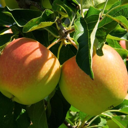 Cox’s Orange Pippin Apple Tree | Dwarf Rootstock M9 | Classic Dessert Apple | Aromatic & Juicy Fruit | Bare Root Fruit Tree for UK Gardens - 12 Litre Pot x2 by Thompson & Morgan
