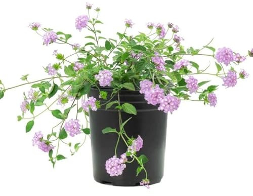 Lantana Camara Rastrera Morada Planta Arbustiva Natural
