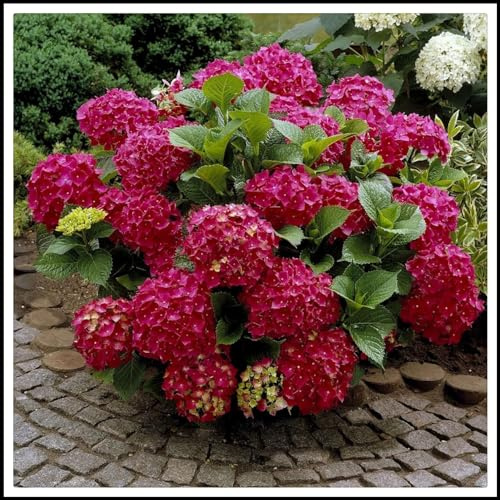Bulbi di Hydrangea,bulbi Di Ortensia Blu,piante erbacee perenni,bulbi di fiori giganti belli e resistenti,attraenti,Hydrangea bulbs(senza semi,non artificiali,resistenti)-5bulbi-D