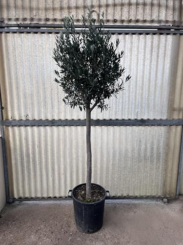 Olea Europea, Ulivo in Vaso, Alberello Decorativo da Giardino, circonferenza tronco 12-14cm, altezza 200cm