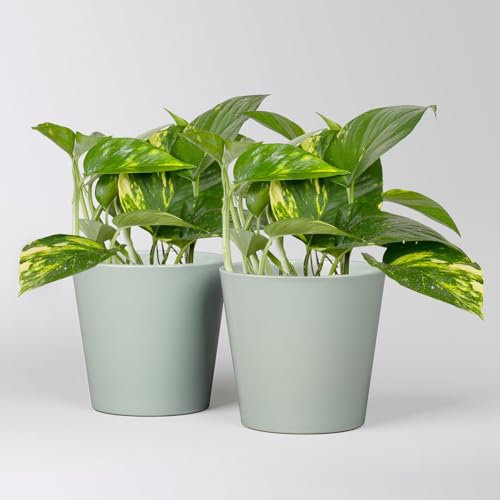 Efeutute mit Keramiktopf Dallas gletscherblau, Topf-Ø 12 cm, 2 Pflanzen
