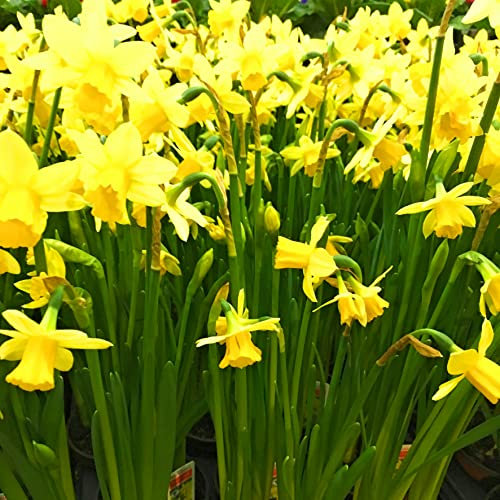 20 x 'Tête á Tête' Daffodil Bulbs (Dwarf Narcissus) Free UK Postage