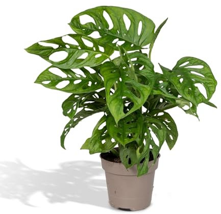 La Green Touch Monstera Adansonii Monkey Leaf Zimmerpflanze, Topf 12 cm, Höhe 30 cm