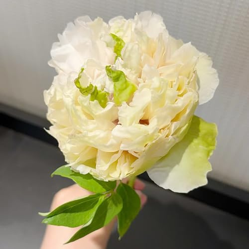 Semi di peonia, semi di decorazione decorazioni giardino per esterni vecchie varietà, rare esotiche per giardinieri resistenti giardini rocciosi 45pcs