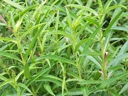 Tarragon herb Plug Plants x 3
