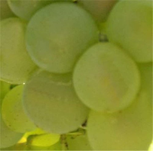 Weinrebe Lakemont kernlose Trauben 80-100cm - Vitis