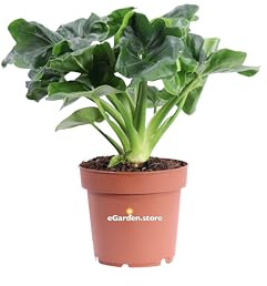 Pianta di Philodendron Atom o Filodendro verde pianta ornamentale da interno casa appartamento ufficio pianta tropicale da arredo vera venduta da eGarden.store (Vaso 12 cm)