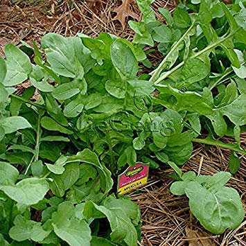 Semi di Rucola * 1 Bustina 20 Semi * Rucola * Roquette * Semi di Rucola Rucola