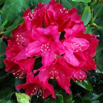 Graines De Fleurs De Rhododendron Pour Un Beau Jardin Rose Ensemble De 100 Pièces