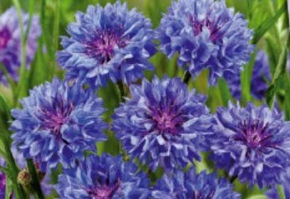 Pcs - 220x Bleuet des Champs Bleu Boy Doppelblumig Semences Jardin Plantes - Graines K290 - Seeds & Plants Shop by Ipsa