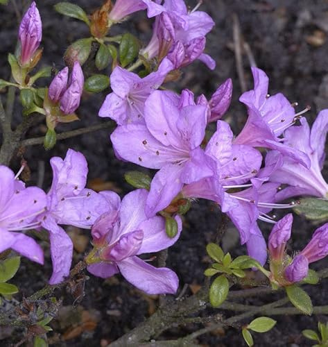 Japanische Azalee Geisha Lila 20-25cm - Rhododendron obtusum - lebende Gartenpflanze aus den Baumschulen