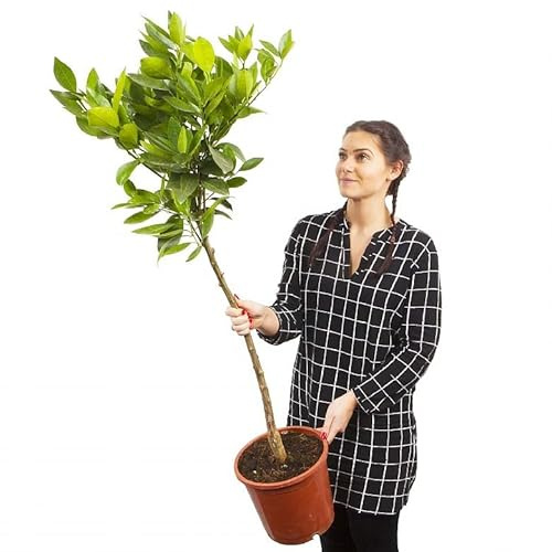 Cultiva la Frescura Mediterránea Árbol de Naranjo Natural para tu Jardín