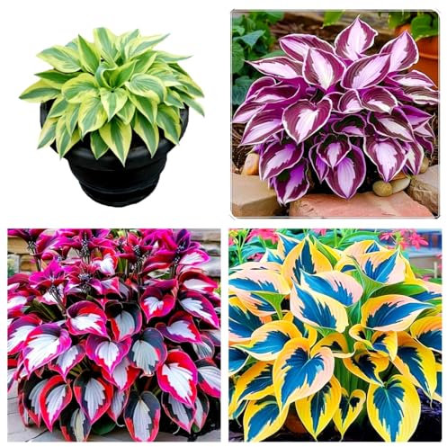 Hosta Bulbs Mix-Strong Plants That Grow Well/Mix Golden Jade Carving Feels Perfect-F-4 Bulbs