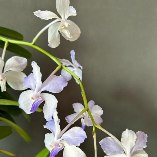semi di orchidea vanda, tetto verde, primaverile orchidee d'appartamento che purificano l'aria decorazione da giardino per decorative da esterno resistenti 550pcs