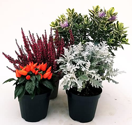 POWERS TO FLOWERS - MISTO PIANTE AUTUNNALI. CINERARIA MARITTIMA, ERICA CALLUNA, PEPERONCINO, VERONICA. 4 PIANTE, VASO 12CM DIAMETRO, piante vere