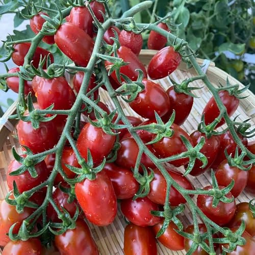tomatensamen freiland, bodendecker winterhart stauden mehrjährig deko 2000pcs