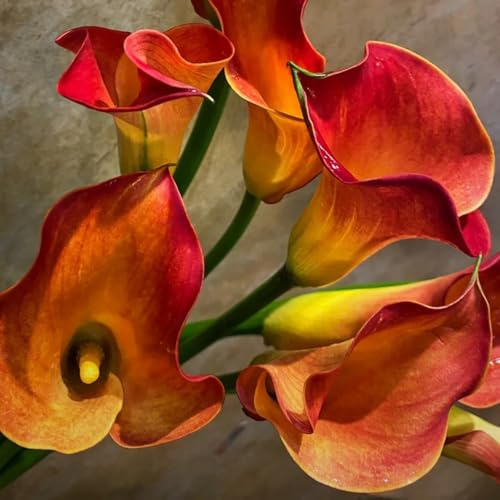 8bulbi di calla perenni resistenti - precoce, campo, balcone di calle, decorativi, vere regali