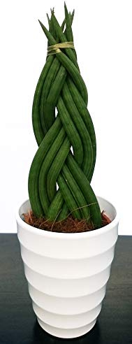 POWERS TO FLOWERS - SANSEVERIA CYLINDRICA IN VASO CERAMICA BIANCO A CERCHI CONCENTRICI, vaso 14, Lingua di suocera, Pianta vera