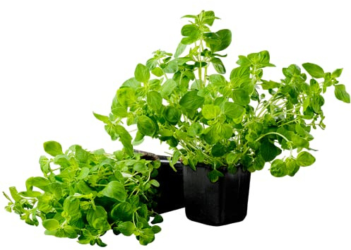 Plantas de Orégano | Pack 2 Unidades | Plantas para Cocinar | Hierbas Gourmet | Plantas Naturales de Interior y Exterior