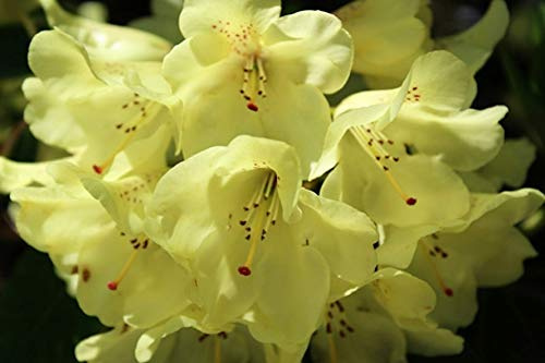 Germination Des Graines Semi Rhododendron Dalhousiae Profusion De Fleurs Jaunes Zone Ou Conteneurs