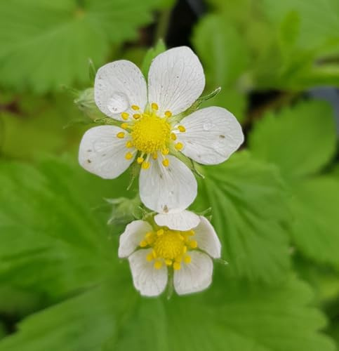 Fragaria x ananassa PINEBERRY 'White Dream' / Fraisier ananas/Ecomotte/Plante couvre-sol et comestible