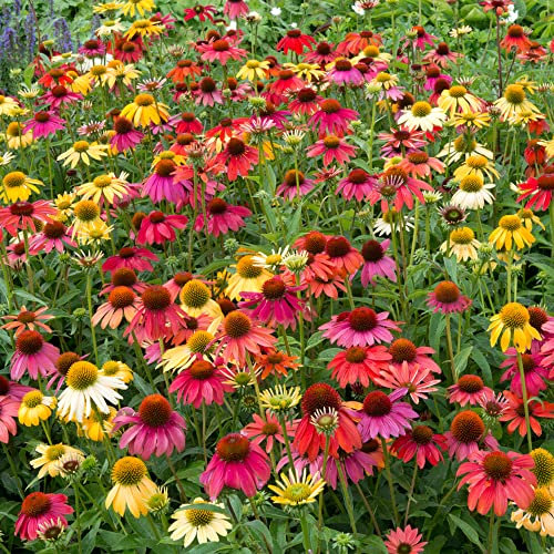 Echinacea Cheyenne Spirit - Coneflower | Outdoor Perennial Plants Garden Ready (15-25cm Incl. Pot)